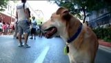 Wurst Loukanikos aka Luke, die Riot-Hund von Griechenland Athen