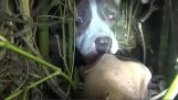 Rescue stray dog with an unexpected surprise