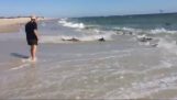 एक शार्क के पूरे समुद्र तट