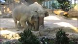 Elefantes ajudando elefante