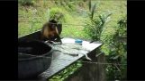 A Capuchin doing the laundry