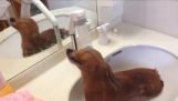 En hund med svaghet i duschen