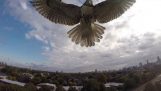 Hawk angrep drone