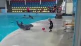 Dolfijn spelen bal met een kleine jongen