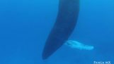 Veľryba pod vodou, ktoré nespí;