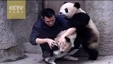 Прилепващ панди не искат да вземат техните медицина