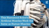 Muscoli artificiali Questo Humanoid robot funzionano allo stesso modo muscoli umani