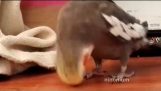 Bird headbutts a tune