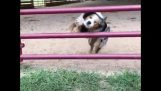 Perro Salto a través de la puerta