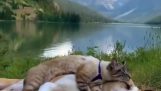 Un câine și o pisică trag un pui de somn