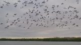 100 aves sumergen simultáneamente en el agua