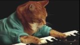 Hommage au chat du clavier