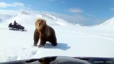 Due uomini motoslitta calci un orso dal loro campo (Russia)