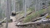 Australier möter en grizzlybjörn i Kanada