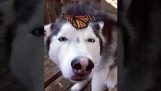 Husky avec un papillon sur sa tête