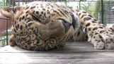 Der Leopard will anschmiegsam