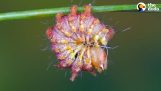 Die Metamorphose der Raupe in einen Schmetterling