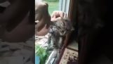 Un chaton avec un ver parasite dans le cou