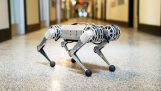 ミニチーター: 宙返りをしているMITのロボットが腹を立てて