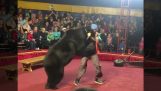 Orso attacchi allenatore in un circo