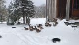 アヒルは、雪の中で最初に出てきます