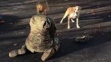 Dog meets its owner's again after eight months