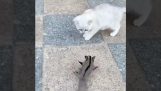 sakcharopetafrosは子猫を飼いならします