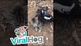 Magpie necken eine Katze