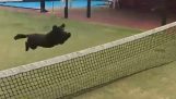 Dog trying to jump the tennis net