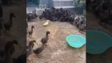 Racismo en patos