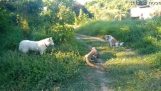 Big lizard against two dogs