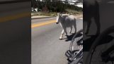 Chèvre sauvage des montagnes Rocheuses