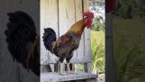 Rooster with a good voice