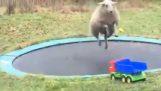 Schafe entdecken ein Trampolin