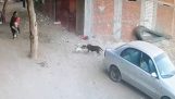 Um gato protege uma criança de ser atacada por um cachorro