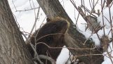 Beaver corta uma árvore com os dentes