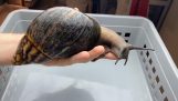 Archachatina marginata ovum: největší hlemýžď ​​na světě