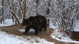 Un oso con trauma mental.