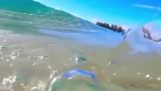 Crystal clear wave