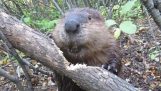 Bever snijdt met zijn tanden een slurf door