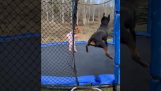 Ein kleines Mädchen und ihr Hund spielen auf dem Trampolin