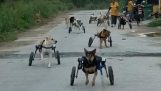 Morning walk for disabled dogs