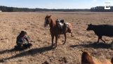 Un cheval protège son propriétaire