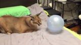 A caracal plays with a balloon