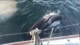 Eine Gruppe Orcas greift eine Yacht an