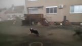 Hund gegen Tornado