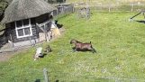 Um galo e uma cabra resgatam uma galinha de um falcão