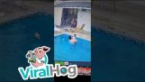 Papa rettet sein Baby aus dem Pool