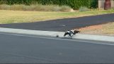 A magpie plays with a ball