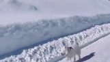 Il cane è felice quando cammina